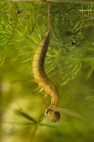 Potapnik vroubeny - Dytiscus marginalis - Great Diving Beetle - larva pozira pulce 5702